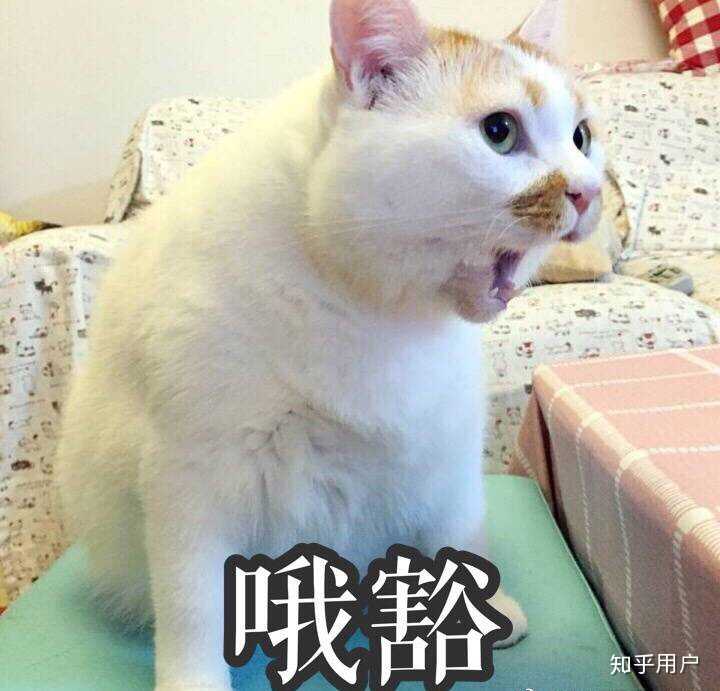 万能表情包?excuse me,当然要举爪我们可爱的楼楼小猫咪了.