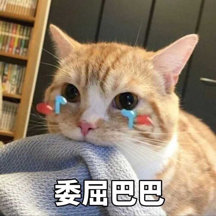 有哪些可爱到哭泣的猫咪图片或者表情包?