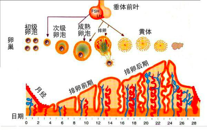 孕酮对怀孕初期的胎儿着床有哪些影响?