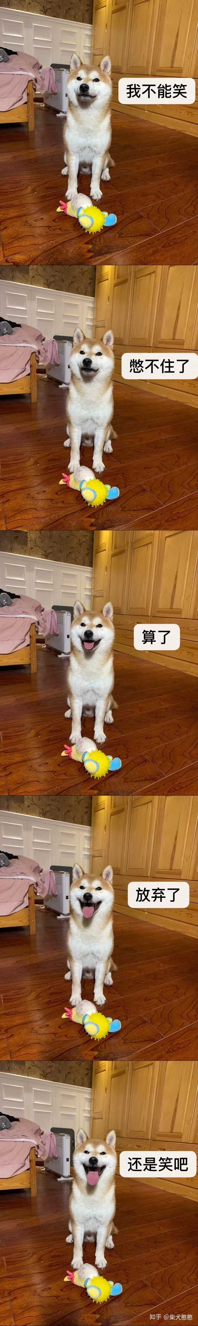 如何给柴犬拍表情包