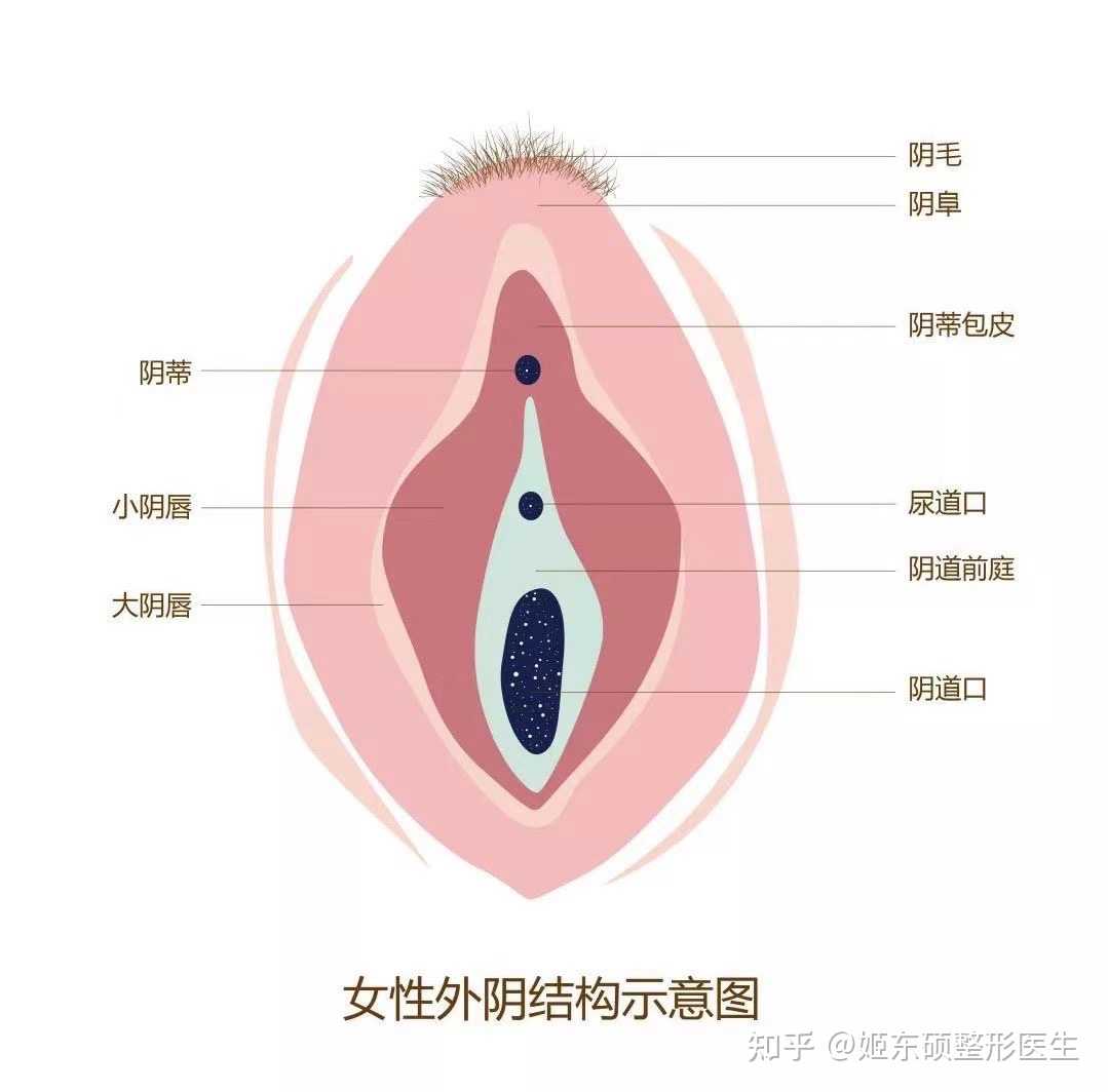 女性私密整形适应人群