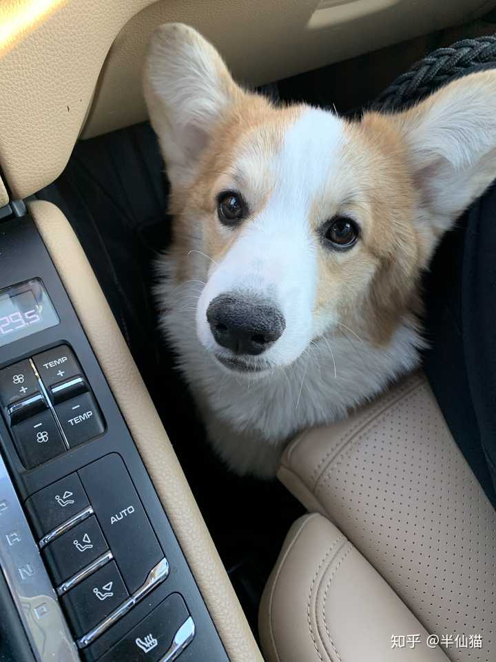 一只柯基幼犬多少钱?