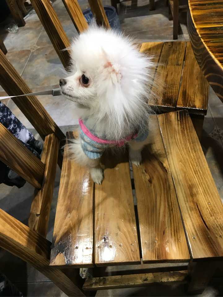 养一只博美是一种怎样的体验?
