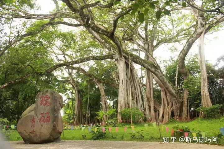 瑞丽 独树成林景区