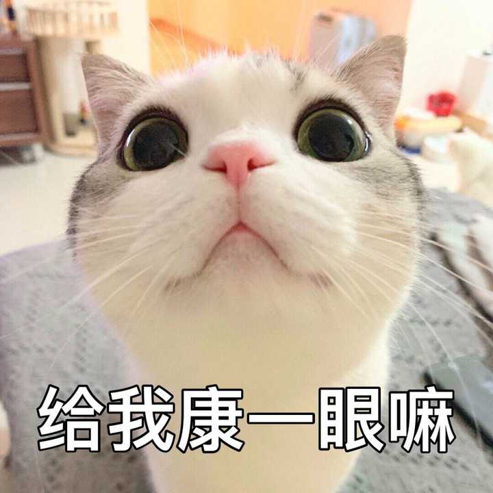 你平常聊天会用哪些「求人」的表情包?