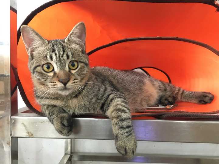狸花猫深色(黑色)斑纹变浅是什么原因?