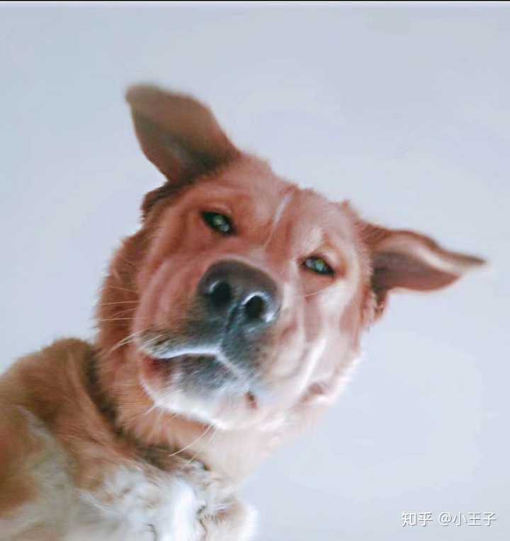 集金毛的温顺与边牧的聪明于一体~ 上一组帅(沙雕 照