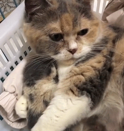 参考资料: do cats have intelligence/how intelligent are cats?