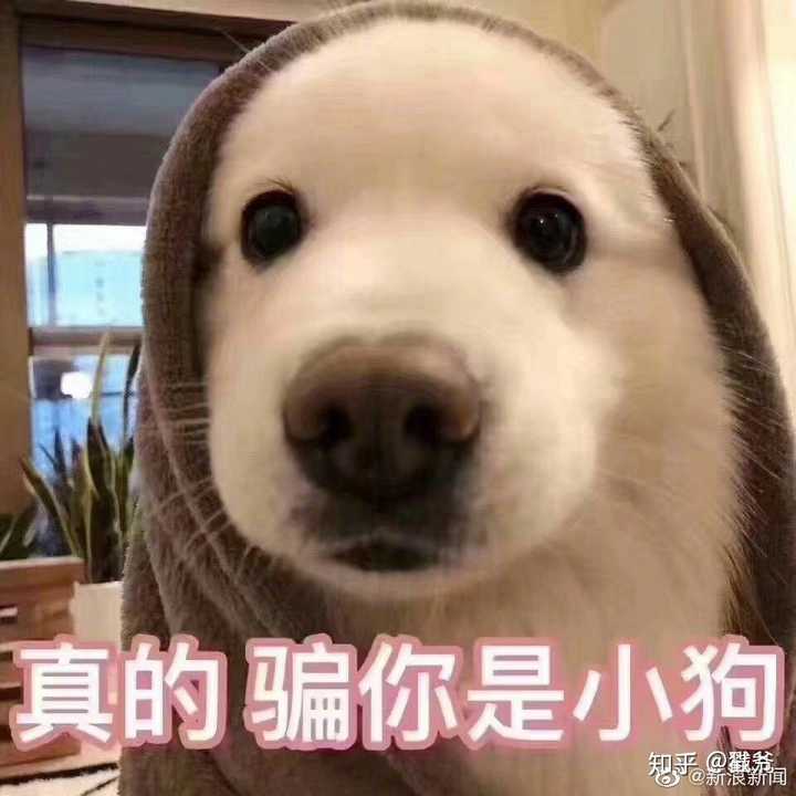 有哪些沙雕又可爱的动物表情包?