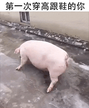 猪猪表情包来啦,大家接好,多猪预警. 最后