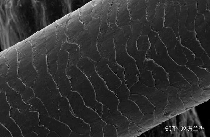 在显微镜下观察,受损的发质,毛鳞片呈现如下状态