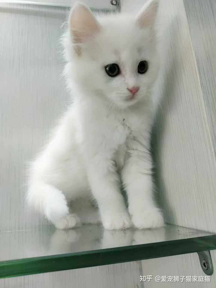 请问哪里购买山东临清狮子猫比较靠谱呀?