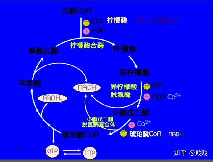 三羧酸循环生成的fadh2  nadh进入线粒体内膜的电子呼吸链 电子呼吸链