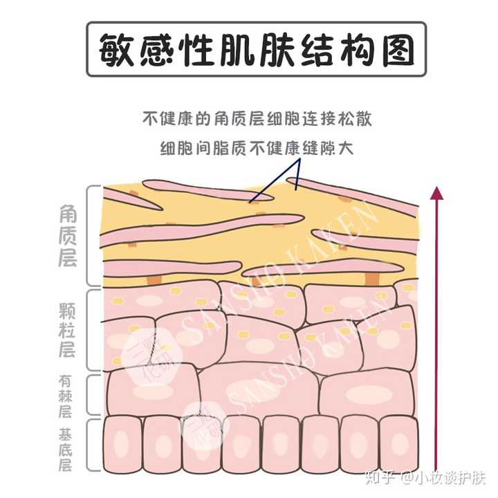 皮肤最外层为角质层