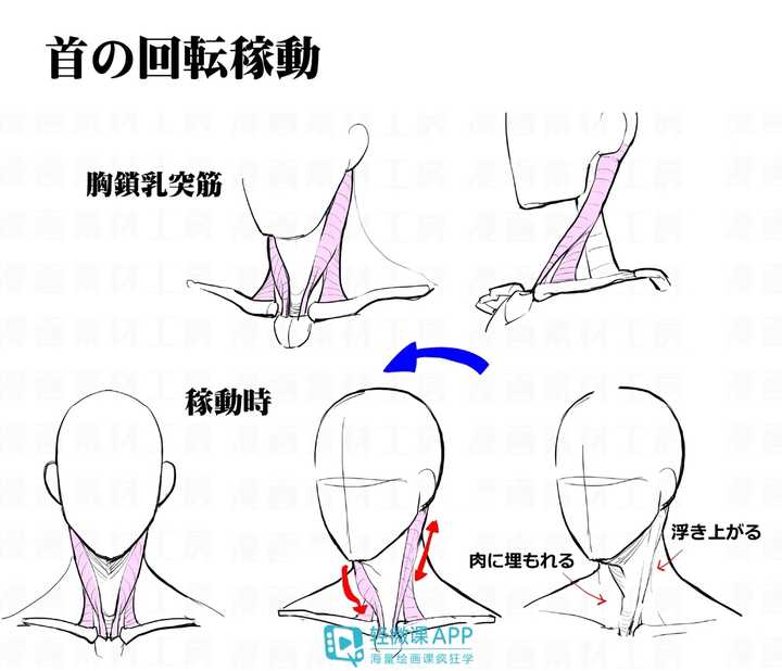 如何画好头颈肩的关系?