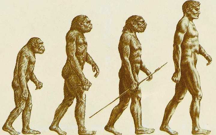 (也就是说,那些从猿到人的猿人类,原始人类,智人类,现代类四个阶段,是