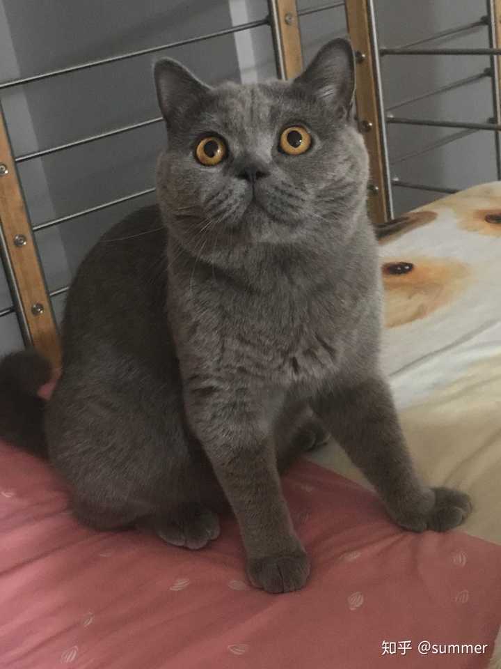 英短蓝猫换毛期是花猫吗?