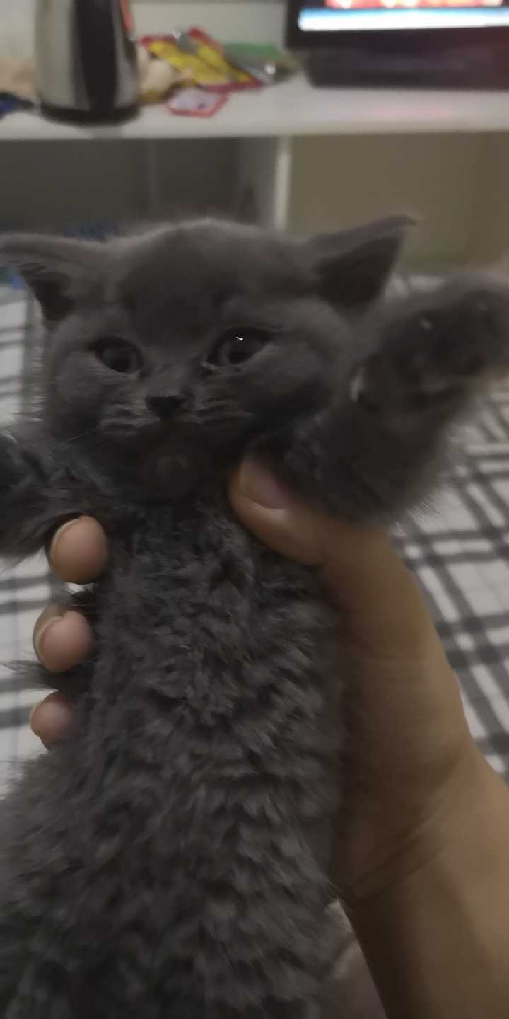 这个值多少啊,是不是有点耳朵大啊,懂得来看看,蓝猫小妹妹