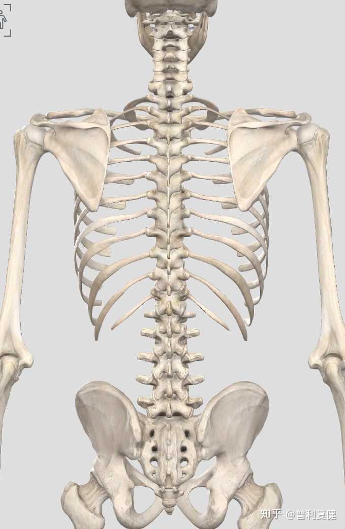 某根肋骨突起是怎么回事?哪些原因会导致这种现象呢?
