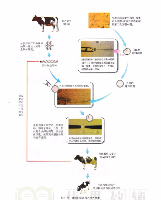 克隆技术是将动物体细胞直接植入还是将核取出再植入?