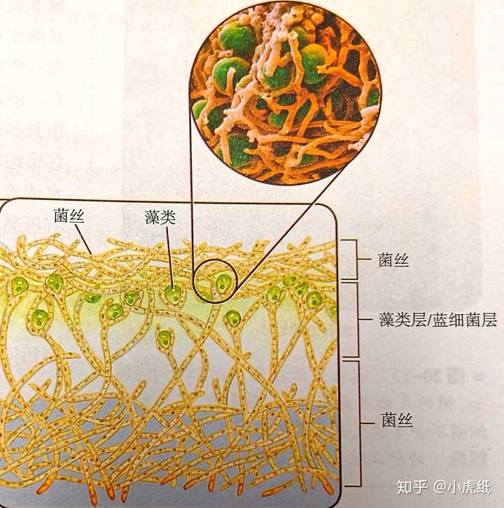 地衣,图片源自美国高中生物教材《科学发现者》