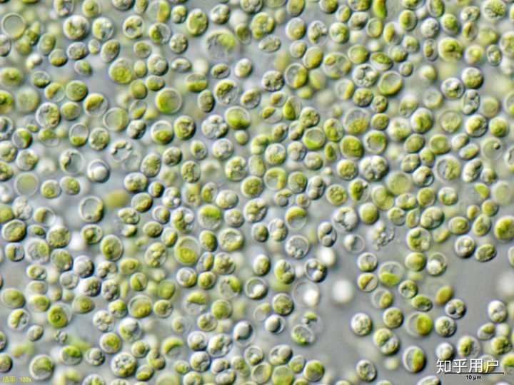 单细胞绿藻 图/维基百科