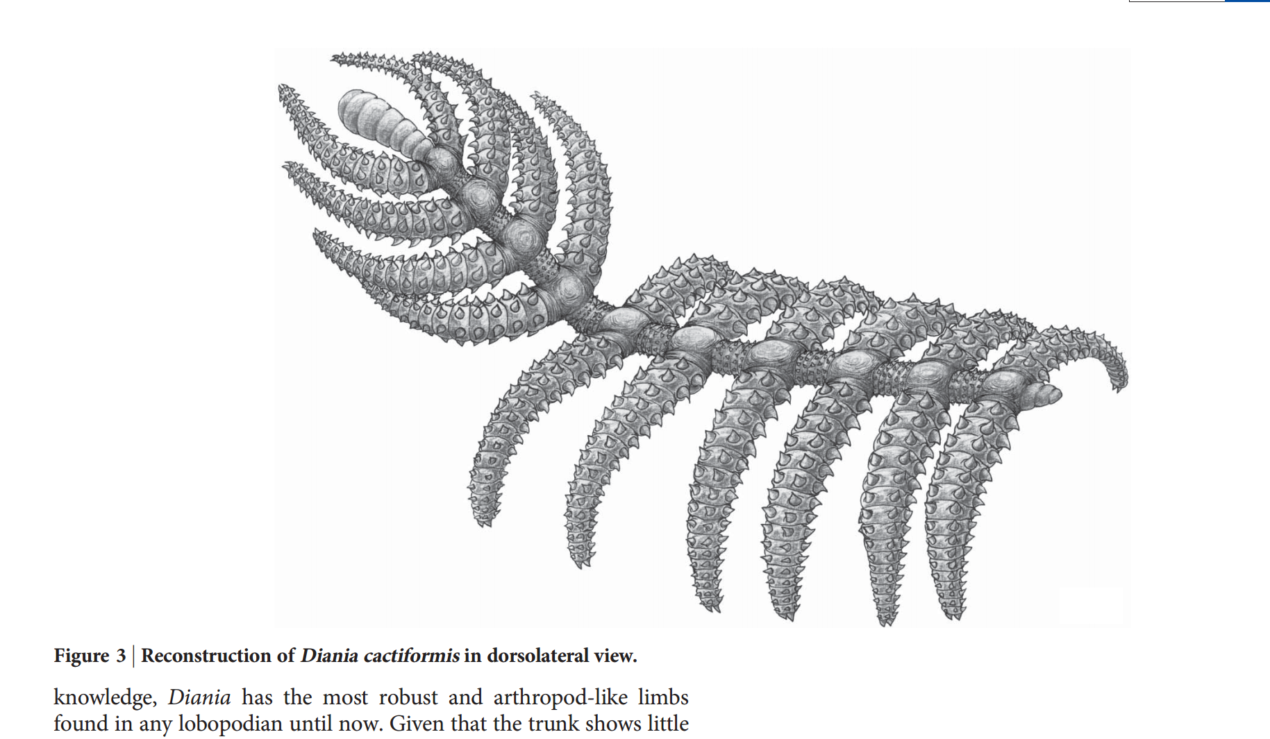 你说的恐虾纲和异虫纲应该分别是指dinocarida,xenusia.