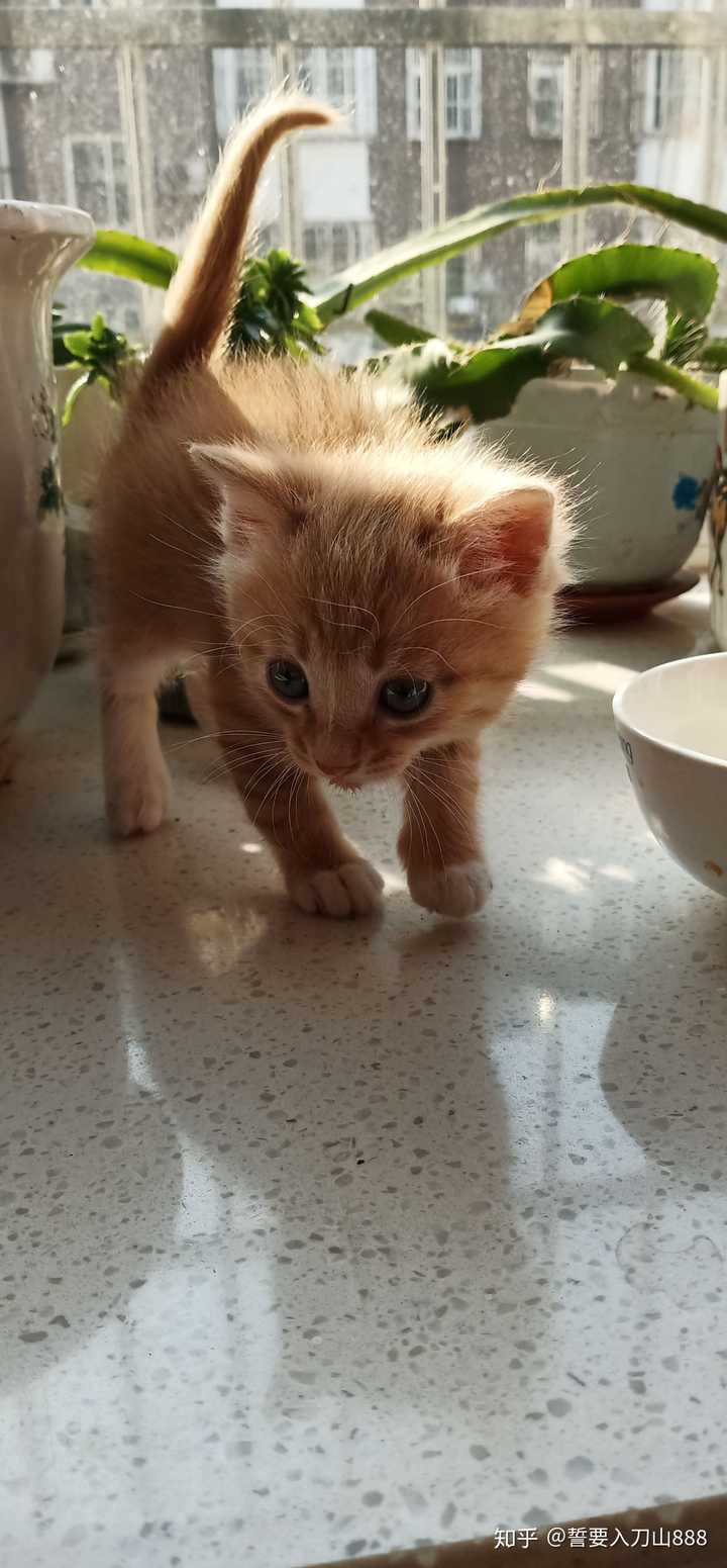 一个月大的小橘猫该怎么养