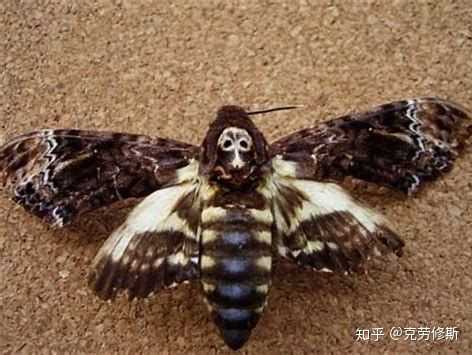 请问这种飞蛾叫什么?