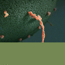 在高三的人看来高一生物必修2难吗?