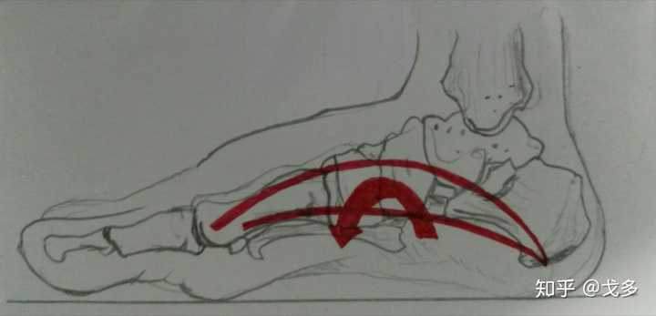 足弓就像一个拱桥