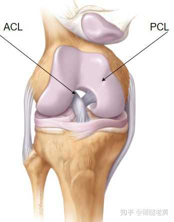 acl前交叉韧带,pcl后交叉韧带