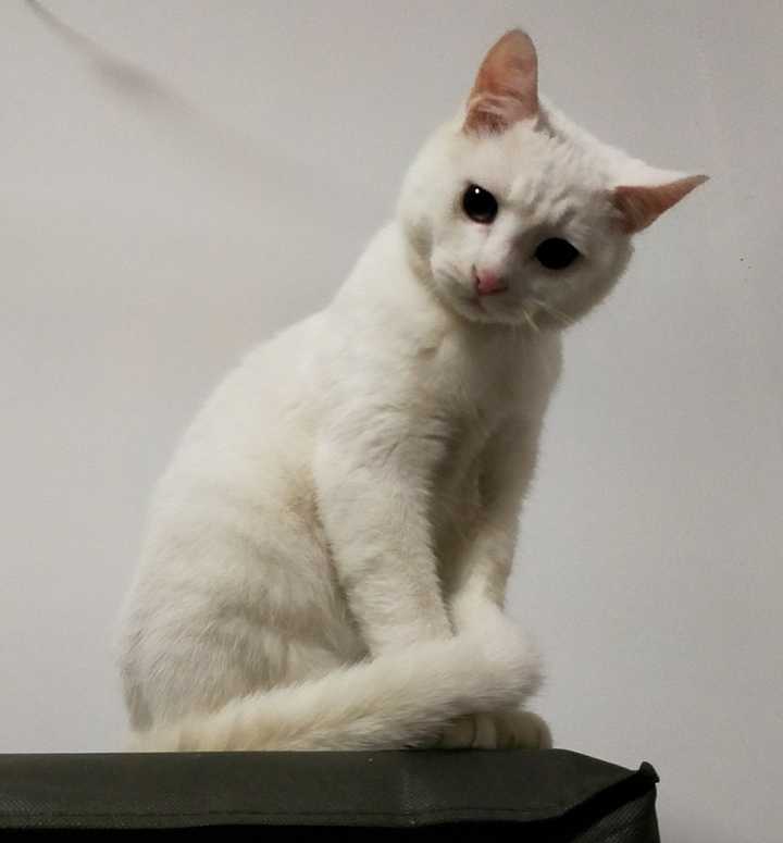 中华田园猫的颜值有多高?
