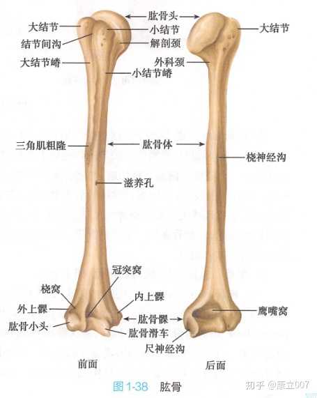 肱骨,来源人民卫生出版社五年制第九版《系统解剖学》p29