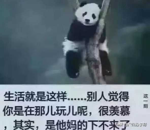 收藏 喜欢          巫师球迷,间歇性爱玩吉他 认清现实,放弃幻想