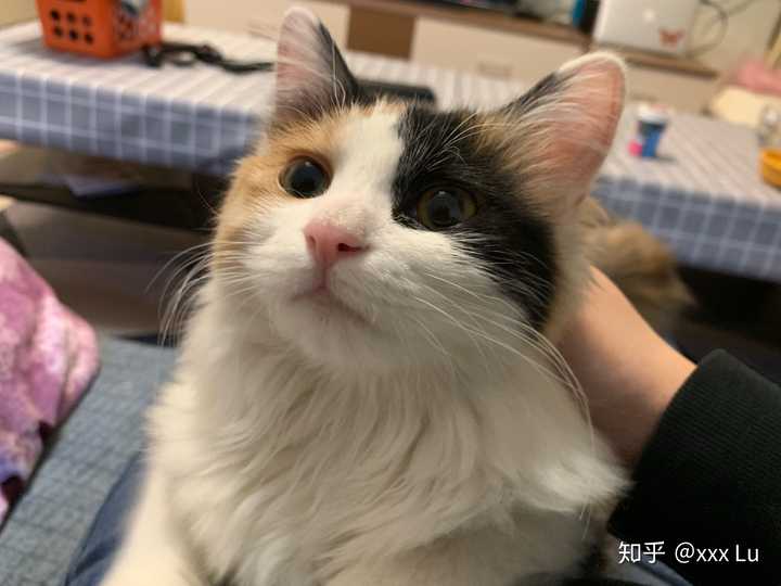 最好看的三花猫长什么样子