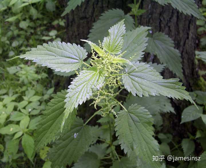 大荨麻(图片来源:维基百科)
