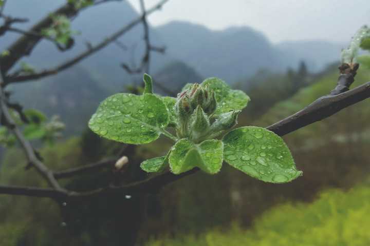 1.何时杖尔看南雪,我与梅花两白头.——查辛香 《清稗类钞》