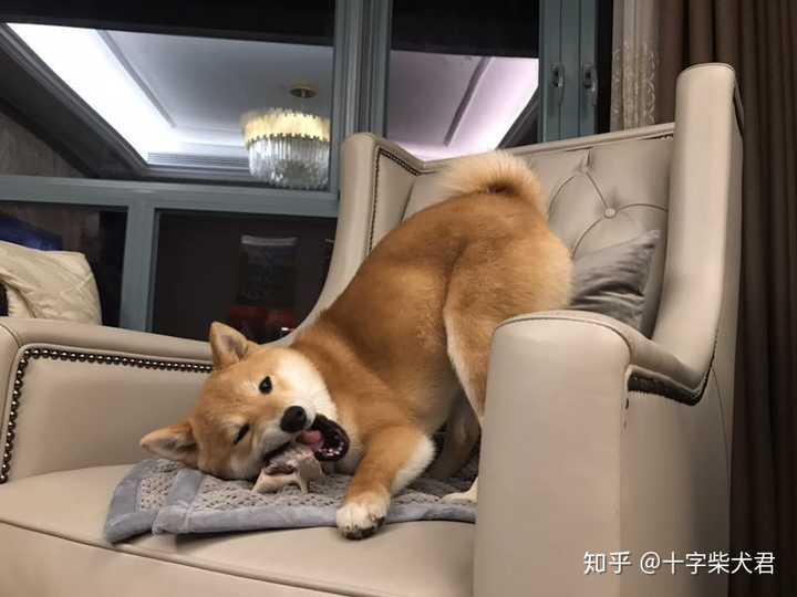 有没有靠谱柴犬犬舍推荐,西安本地的最好?