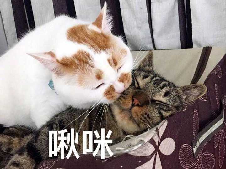 都是没有水印的哦,点个赞吧(˙˙) 话说原来我有这么多关于猫的表情包