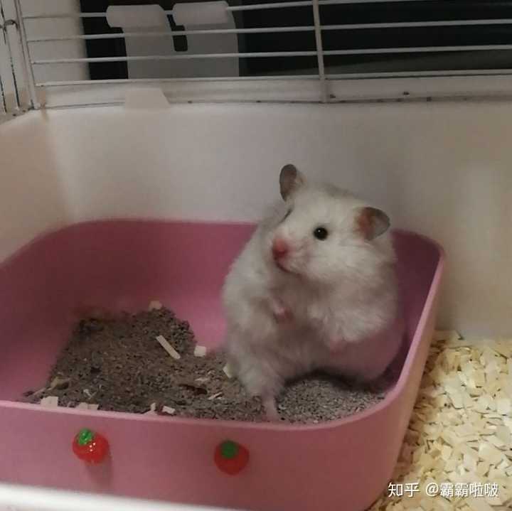 你们养的仓鼠是什么品种?