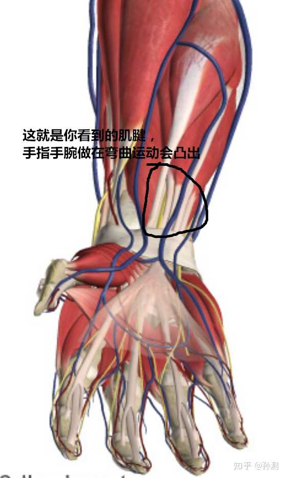 我们每个手指的屈伸运动都需要前臂肌肉运动,传导运动力量的就是肌腱