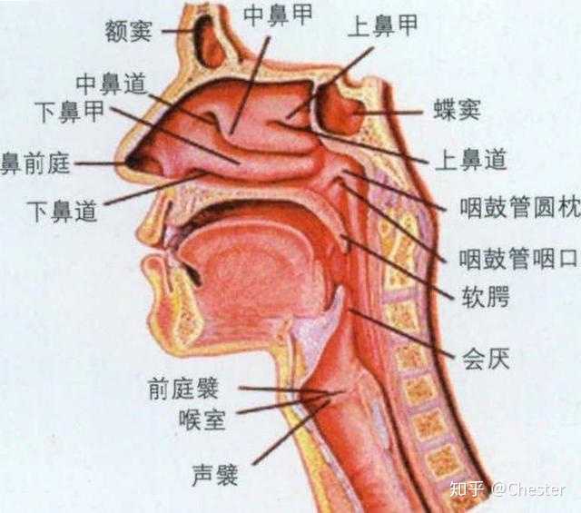 声带振动发出声音,声音经过通畅的通道,到达我们的面罩共鸣腔,引起