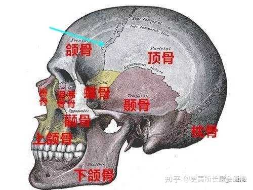 专业名称叫缝联结(骨缝不止一条,包括冠状缝,蝶额缝,矢状缝,人字缝