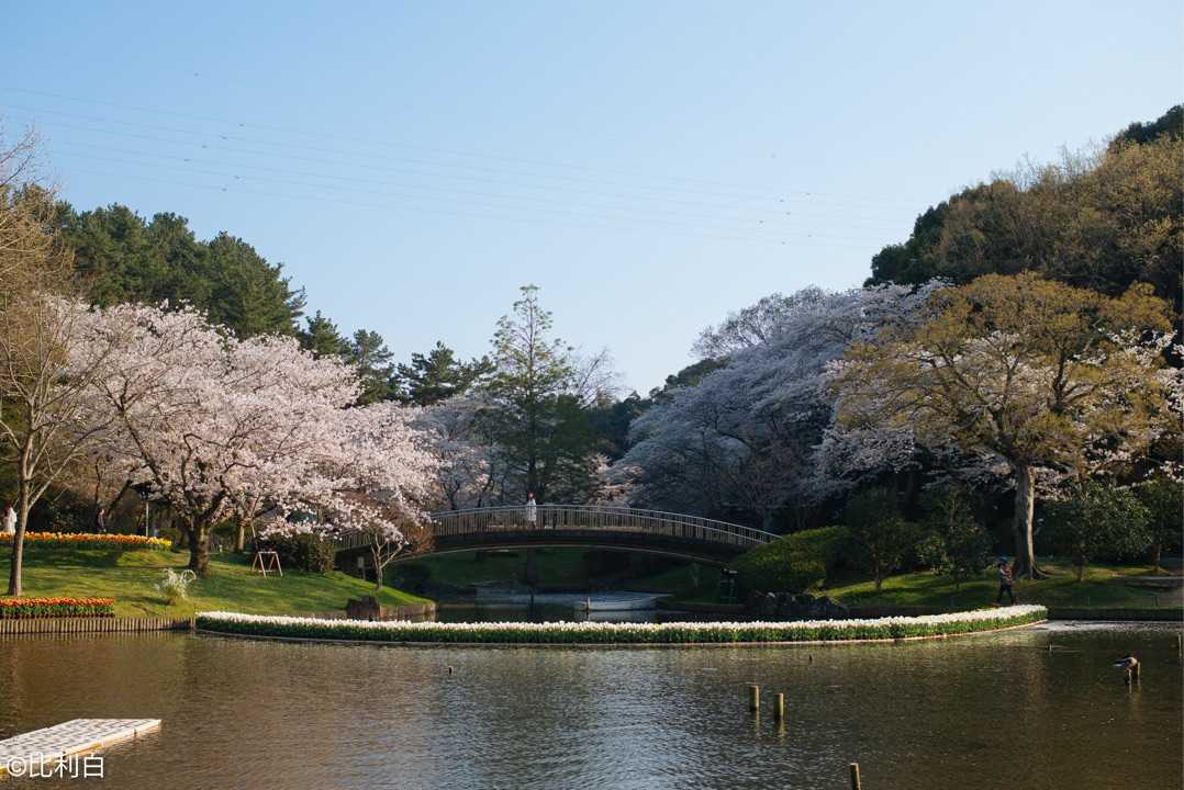 静冈县滨松市滨名湖 flower park