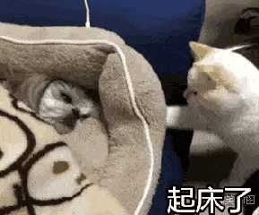 哦 当时我不会弄 后面懒得换  最近太忙了 考试哭唧唧( · ) 刚睡醒