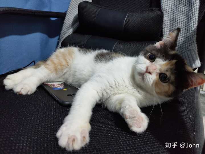 好想看看三花猫啊,谁能晒晒自家三花主子?