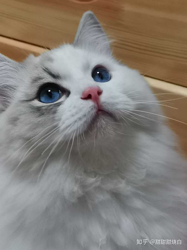 你的布偶猫养的有多漂亮?