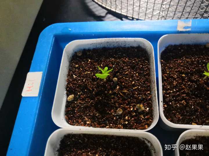 求问,本氏烟草为什么会出现叶蜷曲情况,幼苗期就有?