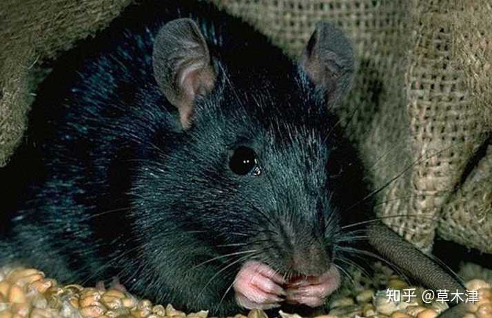 欧洲常见的黑老鼠